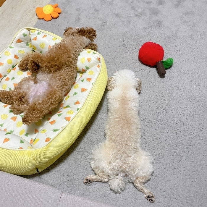 ケンカから遊びに発展したあと、疲れて眠るうたちゃん（左）とにこちゃん（右）