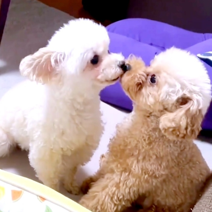鼻チュ！するにこちゃん（左）とうたちゃん（右）