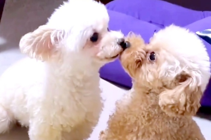 飼い主さんがオリンピック観戦中、ケンカをするにこちゃん（左）とうたちゃん（右）