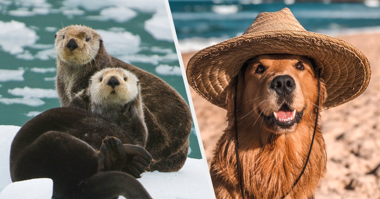 Lion, Otter, Beaver, Or Golden Retriever Quiz