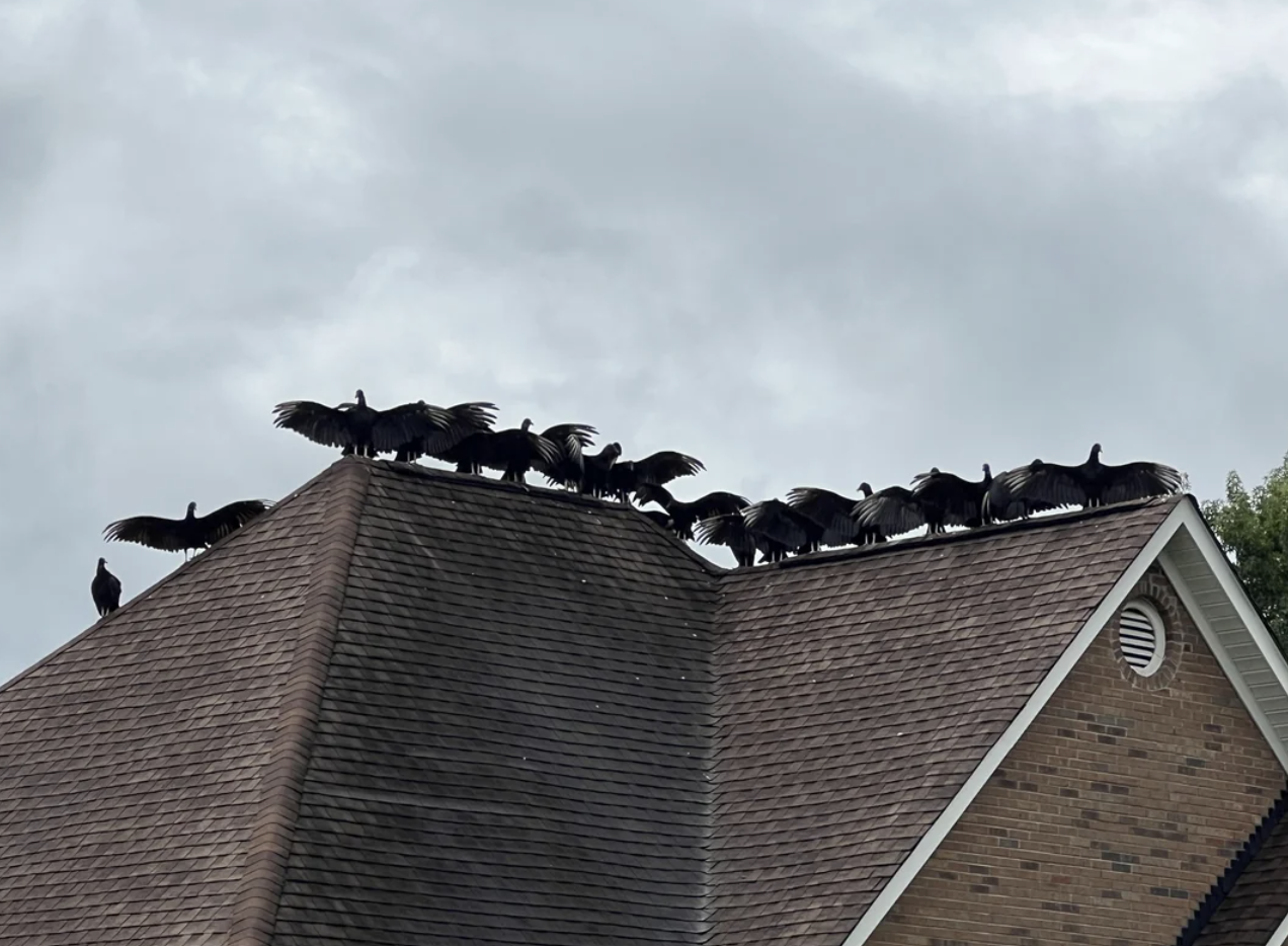 A flock of vultures perched on the rooftop of a house with grey cloudy skies in the background