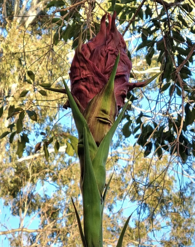 A tall, exotic plant with a closed, textured bud stands against a background of trees and blue sky. The plant has a prominent, elongated green base