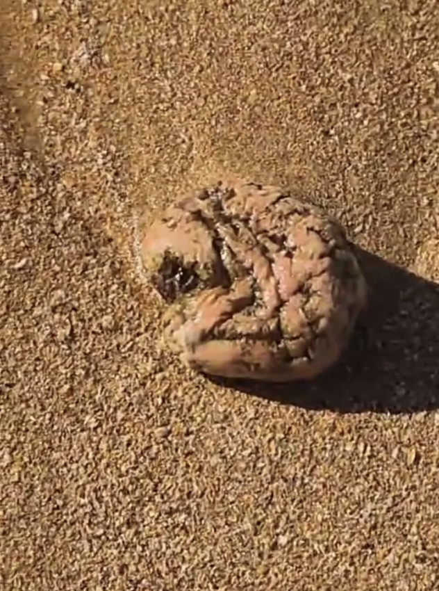 A brain-like object is lying on the sand