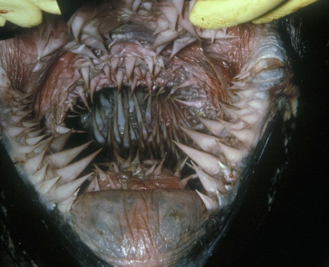 Close-up view of a fish with multiple rows of sharp, jagged teeth and a complex textured mouth, showcasing its unusual and intimidating dental structure