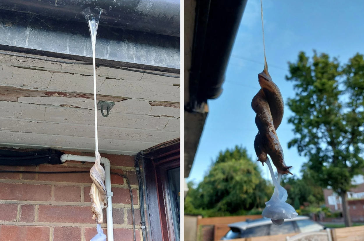 Two snails hanging upside down from the roof, connected by a strand of mucus in both photos