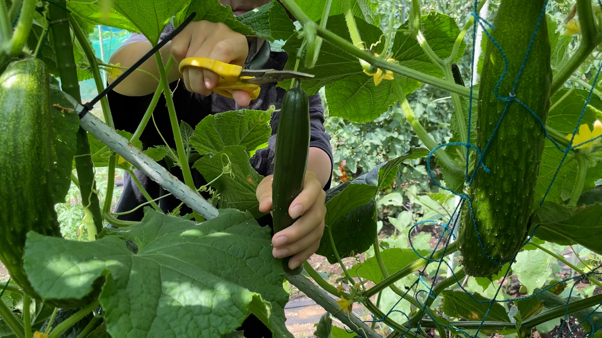 工作は収穫から!? ようたろうさんより提供