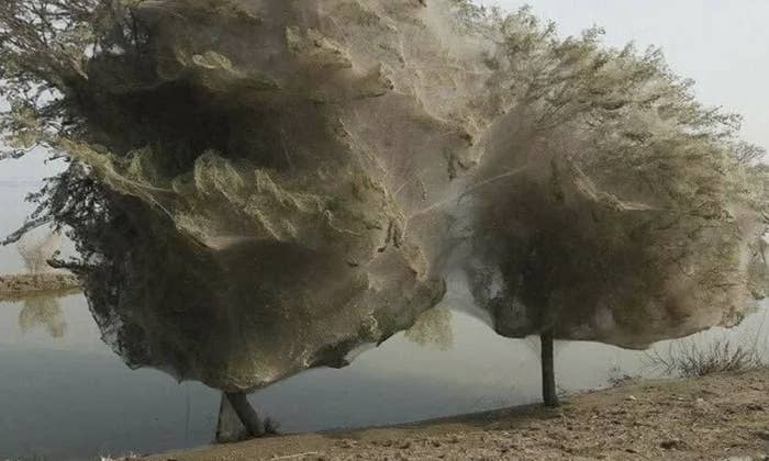 Spider webs covering trees near a water body, creating a dense, silk-like appearance. No people are present in the image