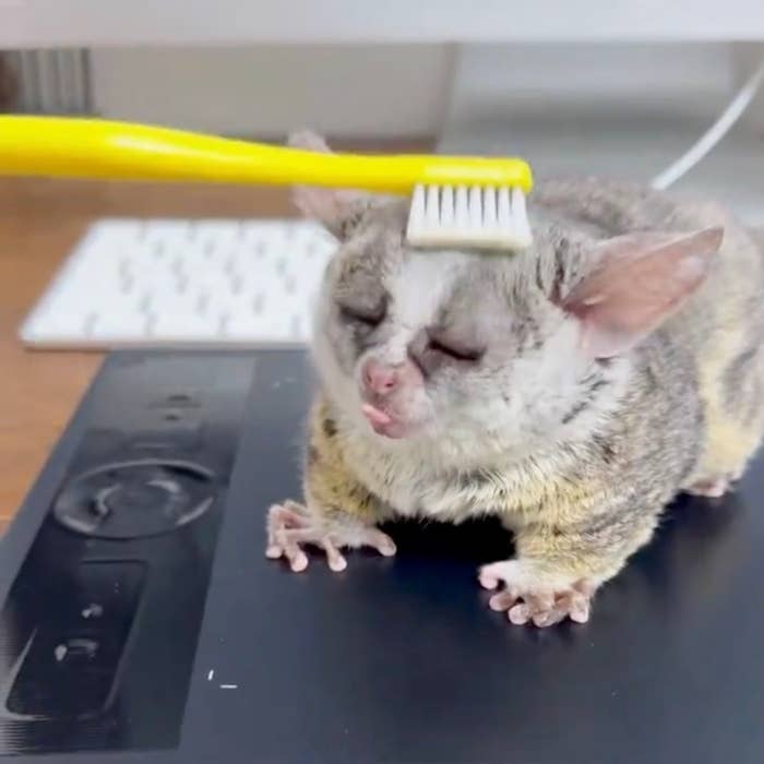 歯ブラシで頭をなでられるピザトルくん