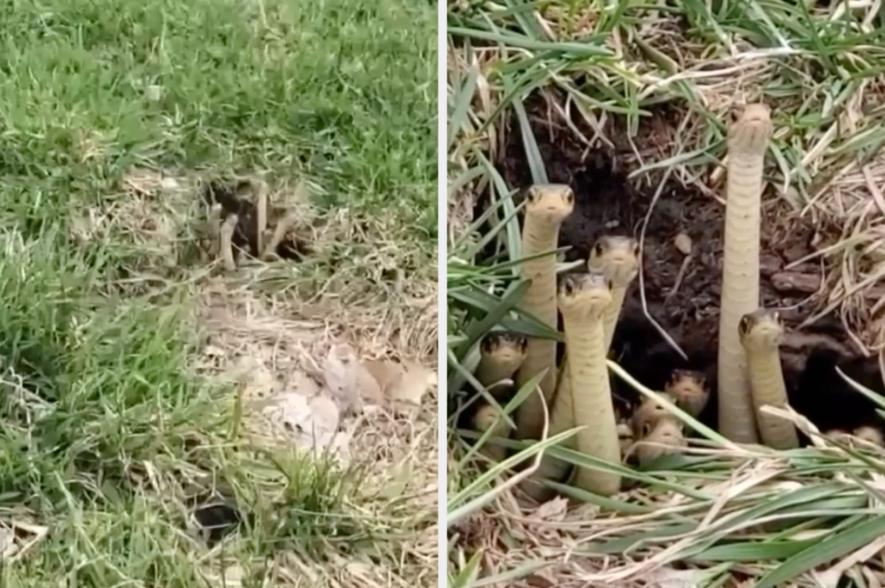 Two images of small snakes emerging from holes in the ground surrounded by grass