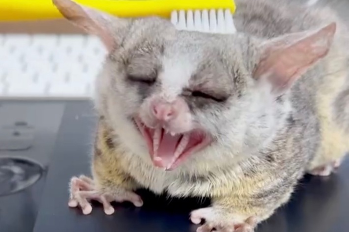 歯ブラシでなでられて大きなアクビをするピザトルくん