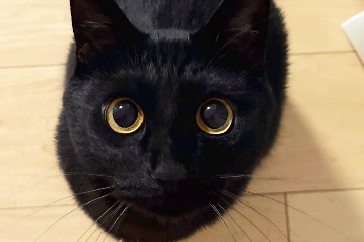 飼い主さんを見上げるうにくん