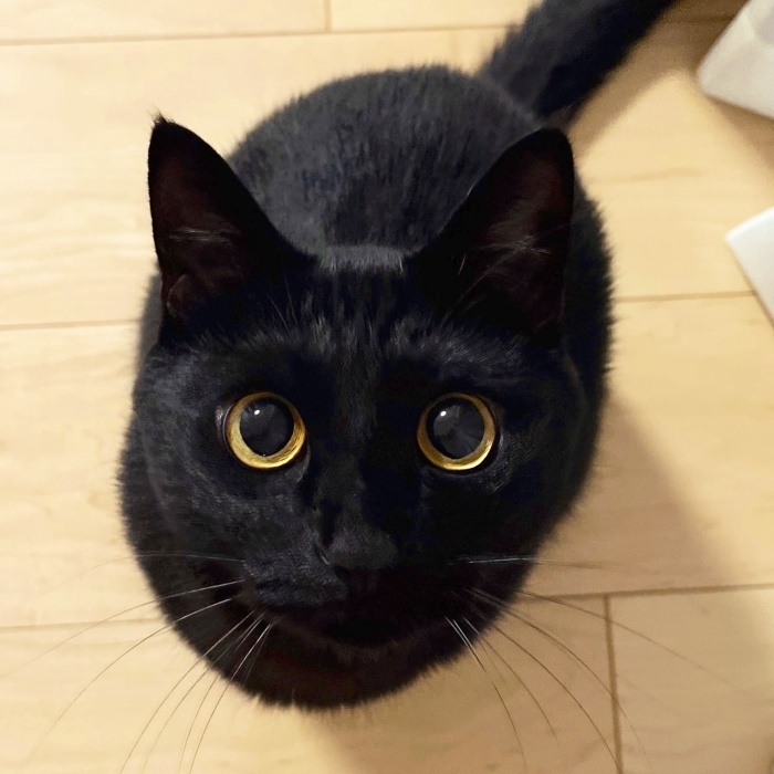 カメラを見つめるうにくん