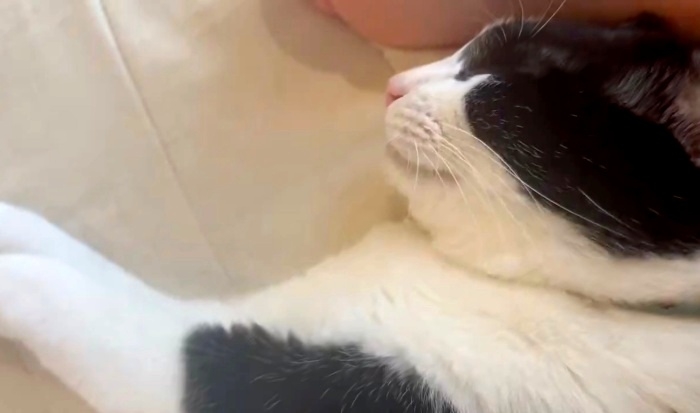 前足を伸ばしてぐっすり眠る琥珀くん