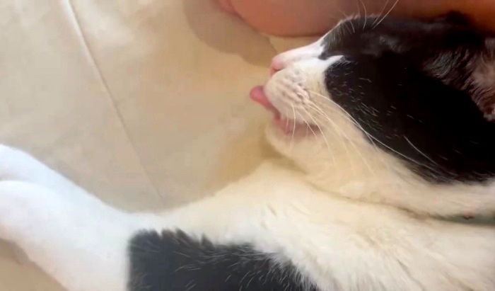 寝ながらペロッと舌を出す琥珀くん