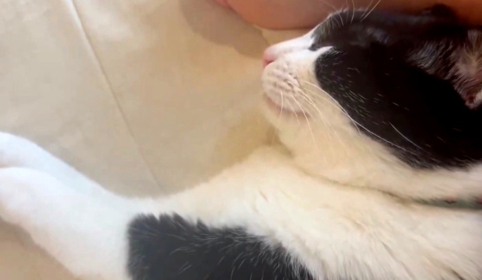 舌をしまった琥珀くん。しばらくペロペロは続きました!