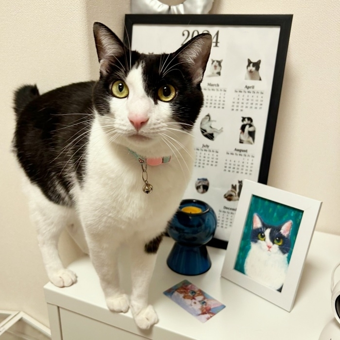 棚上に乗って飼い主さんを見つめる琥珀くん