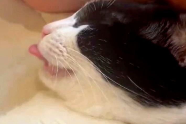 眠りながら舌をペロペロ出す琥珀くん