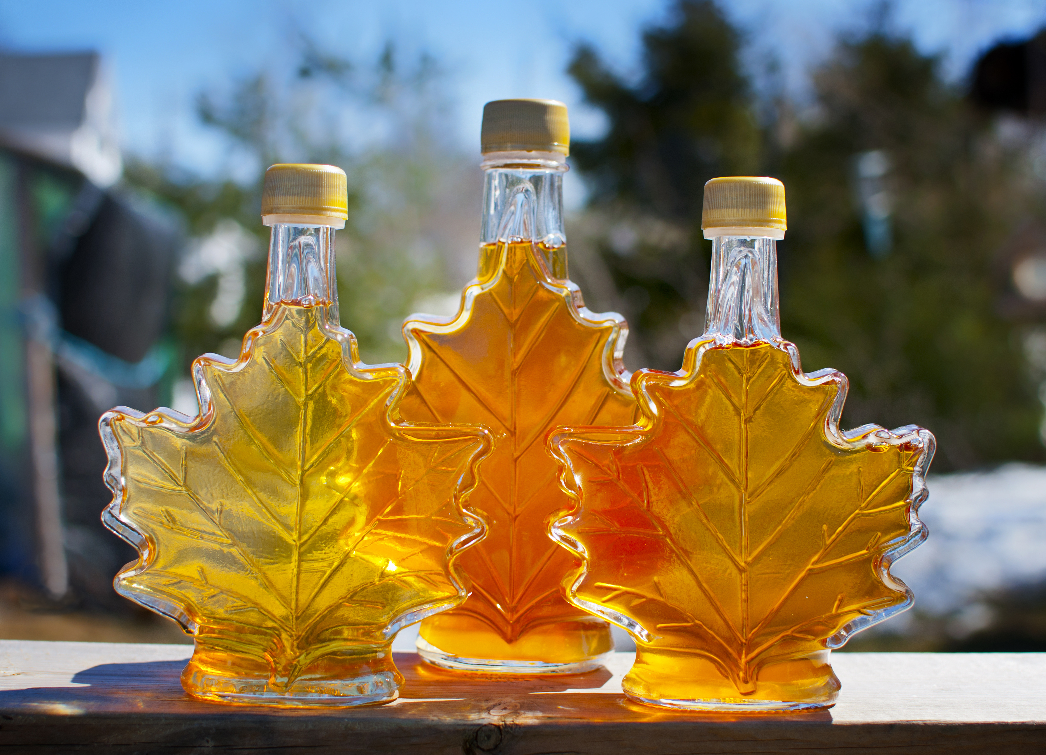 Three maple leaf-shaped glass bottles filled with syrup are placed outdoors