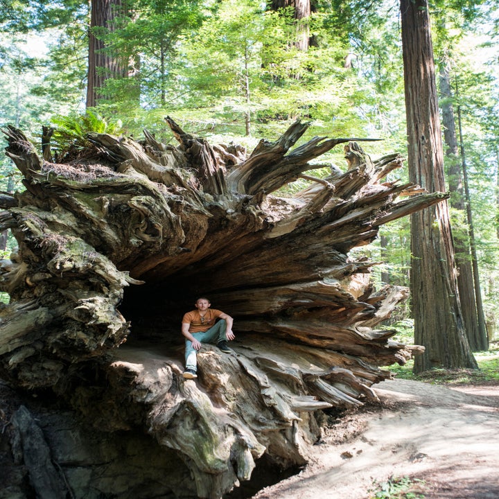 Person sits inside a large hollowed-out tree trunk in a forest, surrounded by tall redwood trees