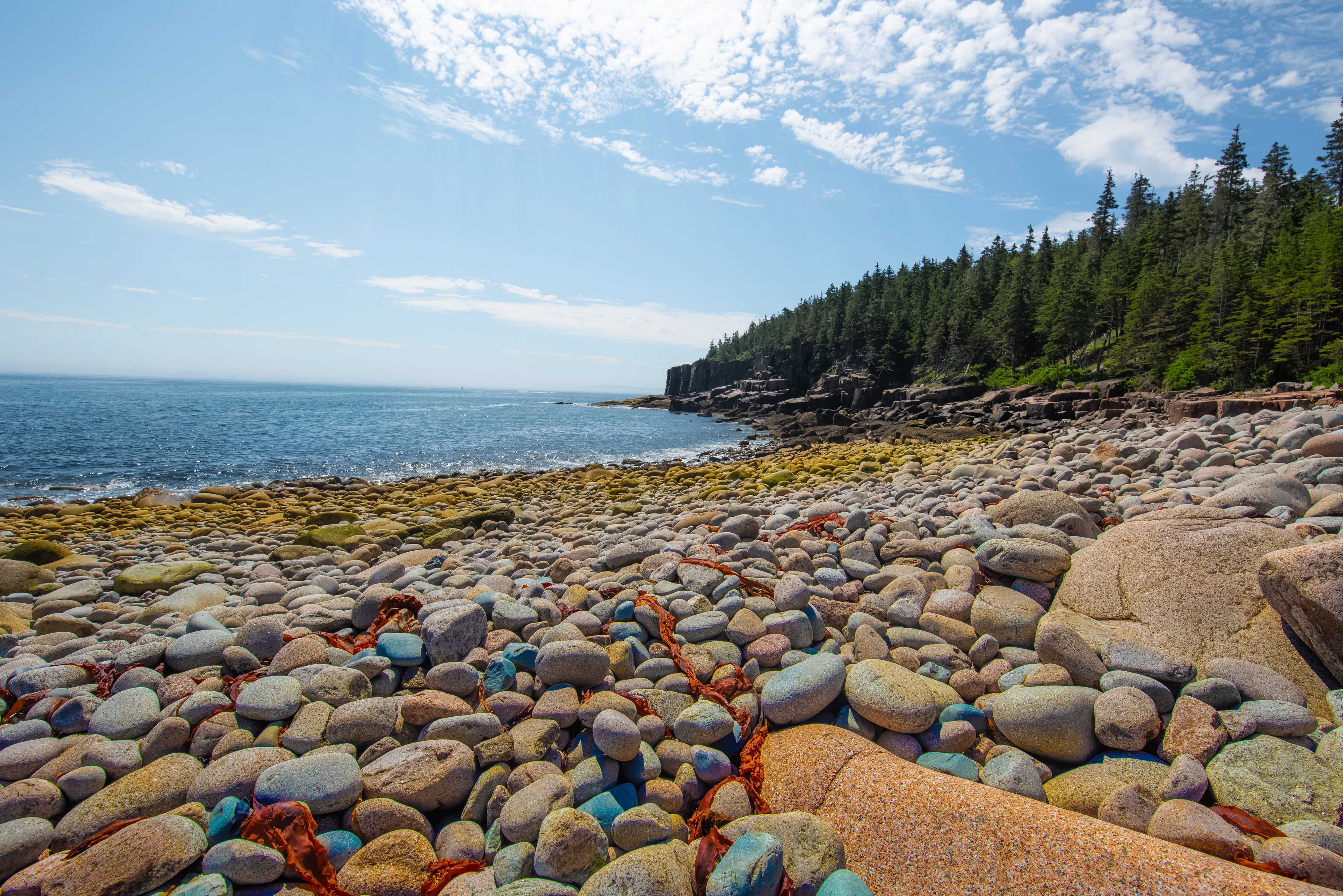 A rocky shoreline with large smooth stones and seaweed under a bright sky with scattered clouds, next to a forest of pine trees