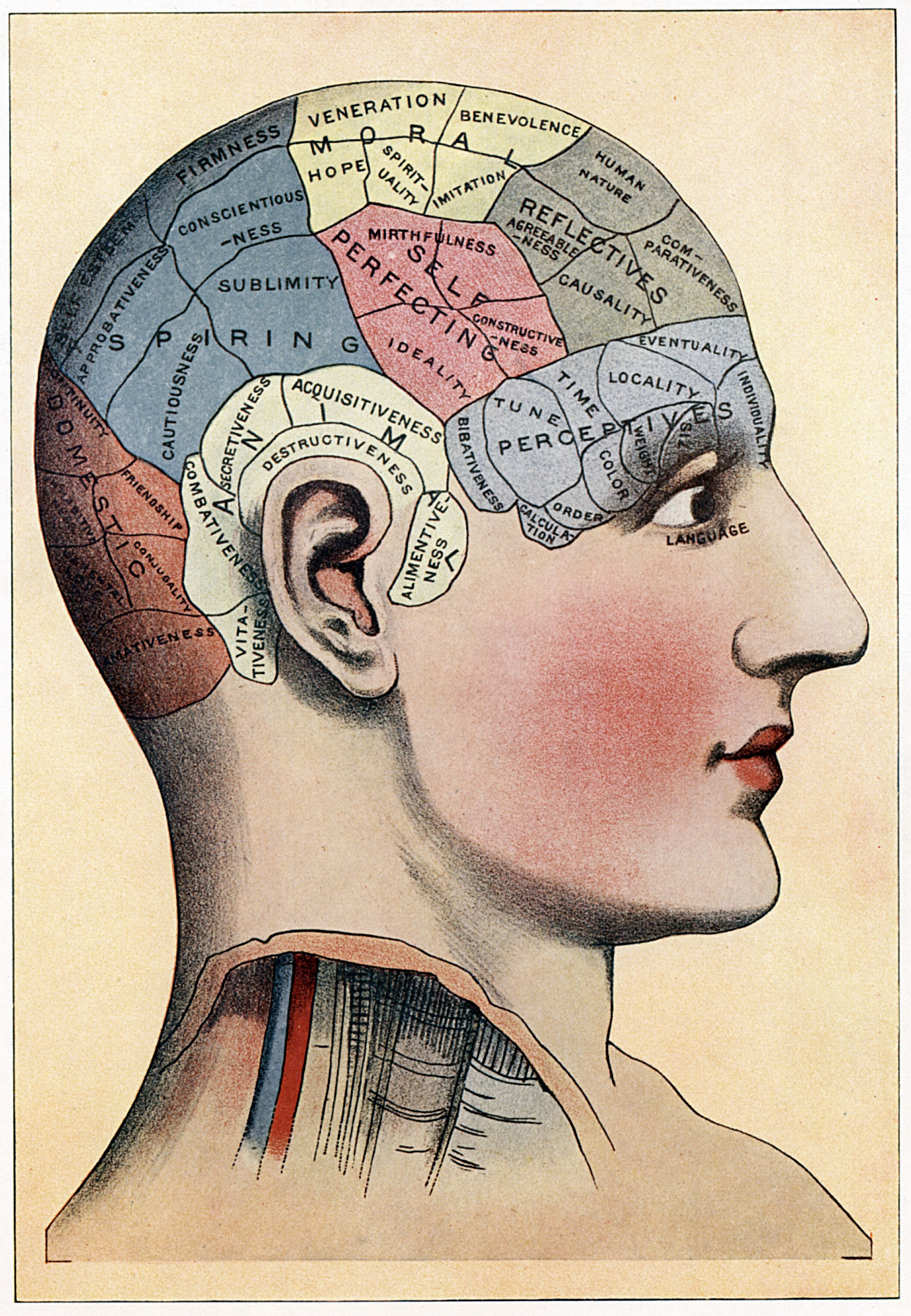 Diagram of a human head with labeled areas representing different mental faculties and personality traits according to the now-debunked pseudoscience of phrenology