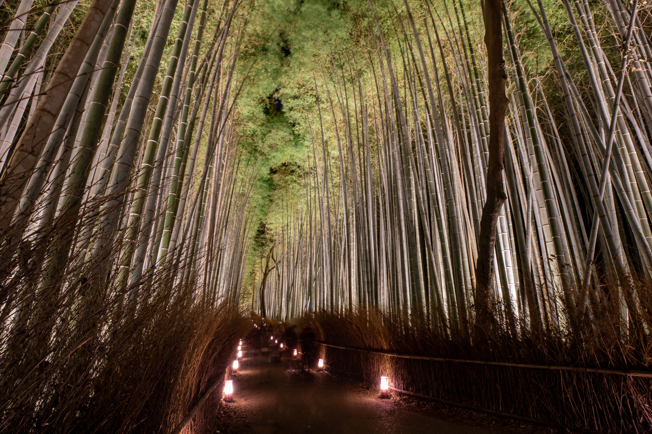 A serene night view of a narrow path surrounded by tall, dense bamboo trees, illuminated by small ground lights along the edges