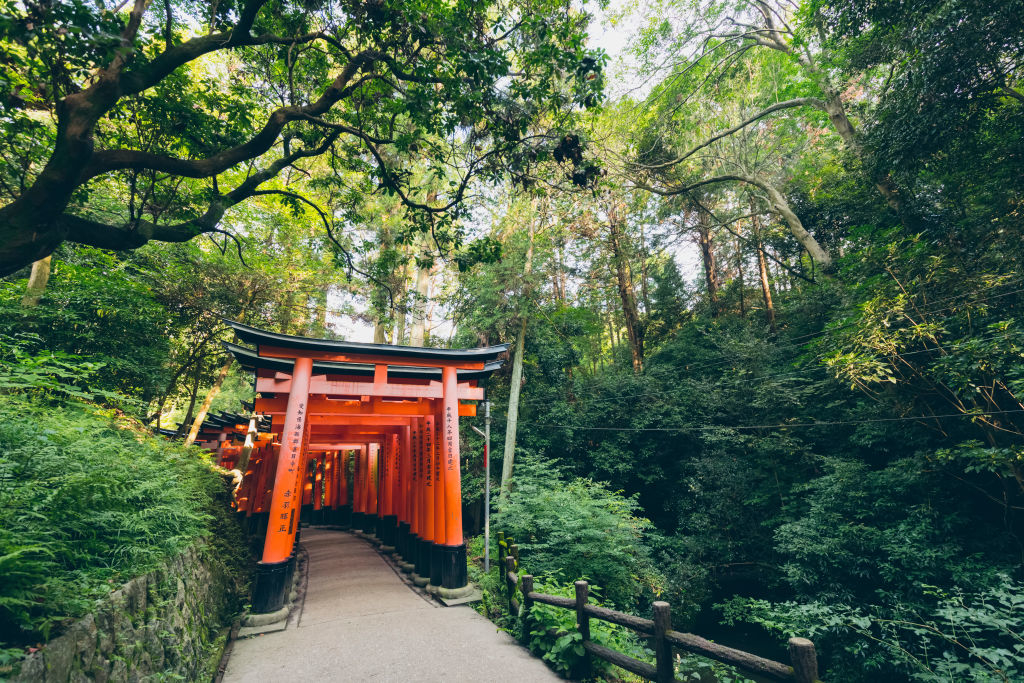 Pathway through a serene forest with red torii gates leading to a shrine in Japan. Dense trees surround, creating a tranquil atmosphere. No people present