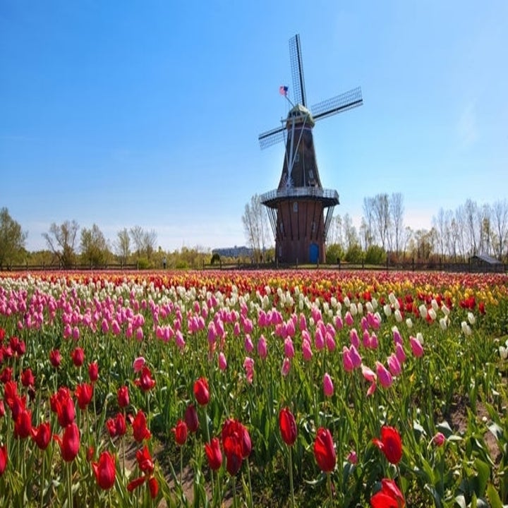 A scenic view of a traditional windmill stands amidst a vast field of blooming tulips with various shades, under a clear sky