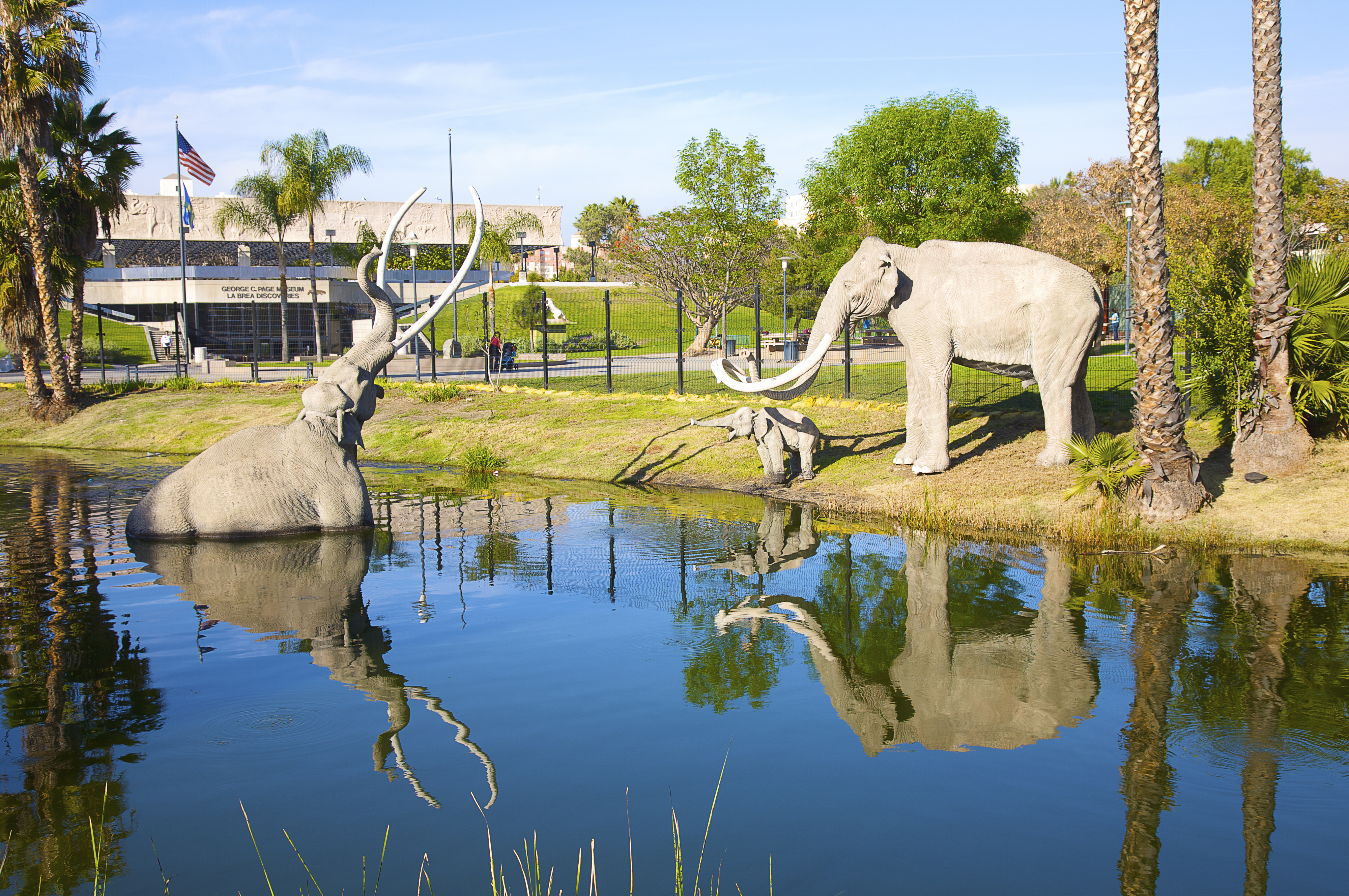 Art sculptures depicting mammoths stuck in tar, located at the La Brea Tar Pits in Los Angeles, California. The sculptures are near a reflecting pond