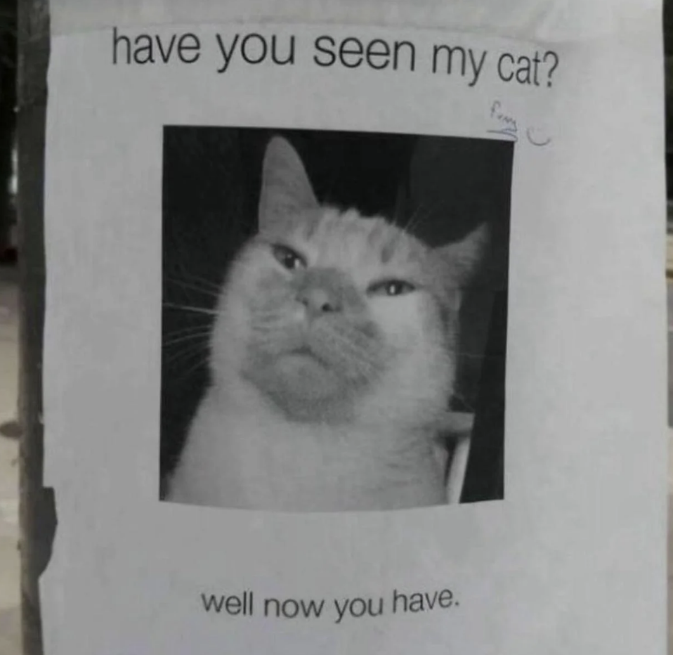 A poster with a grumpy cat and the text "have you seen my cat?" above the image and "well now you have." below the image