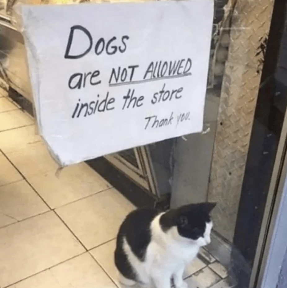 Sign reads "Dogs are NOT ALLOWED inside the store. Thank you." A cat sits on the floor next to the sign