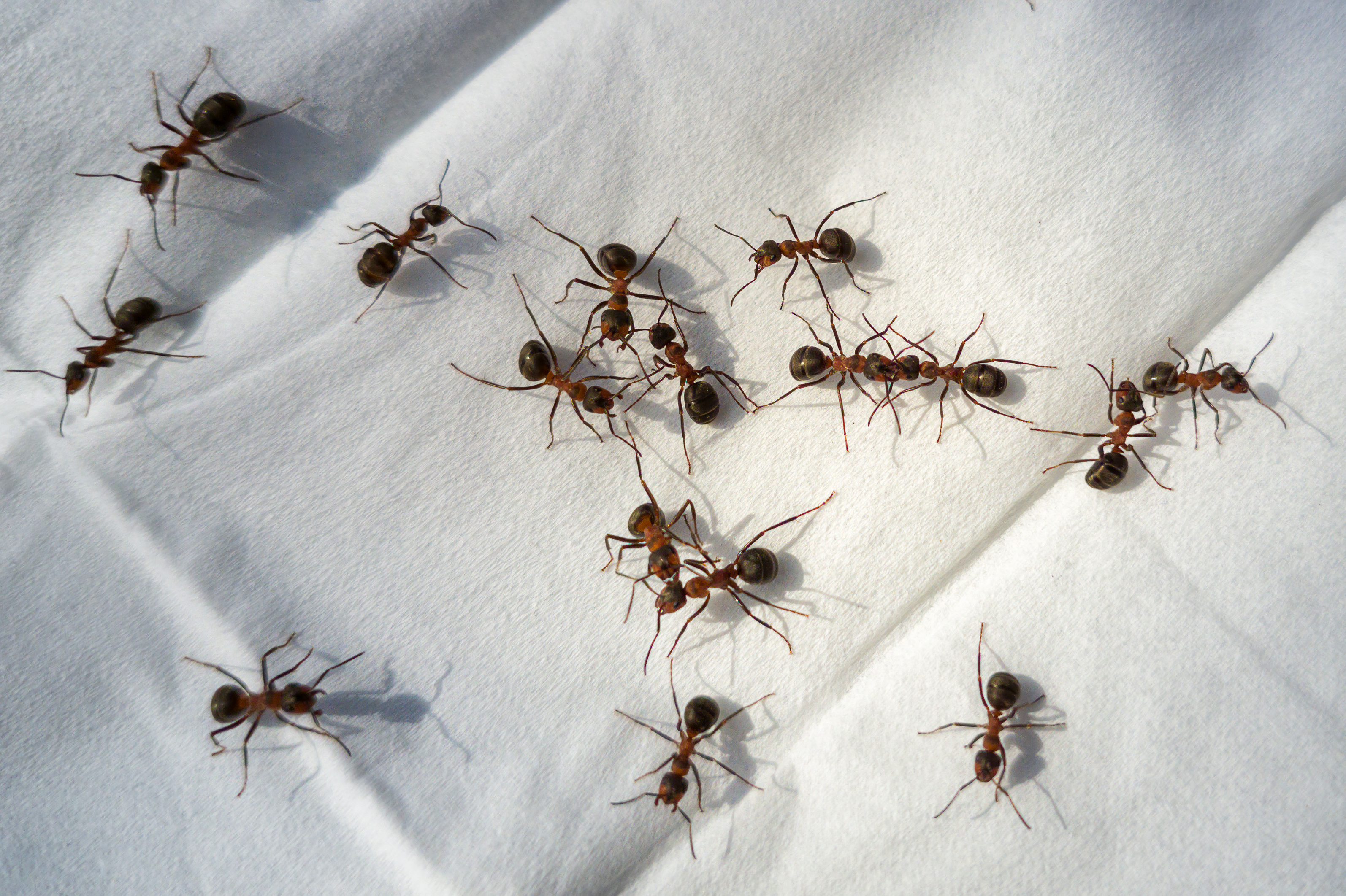 A group of ants is scattered across a white surface. There are about 20 ants in the image