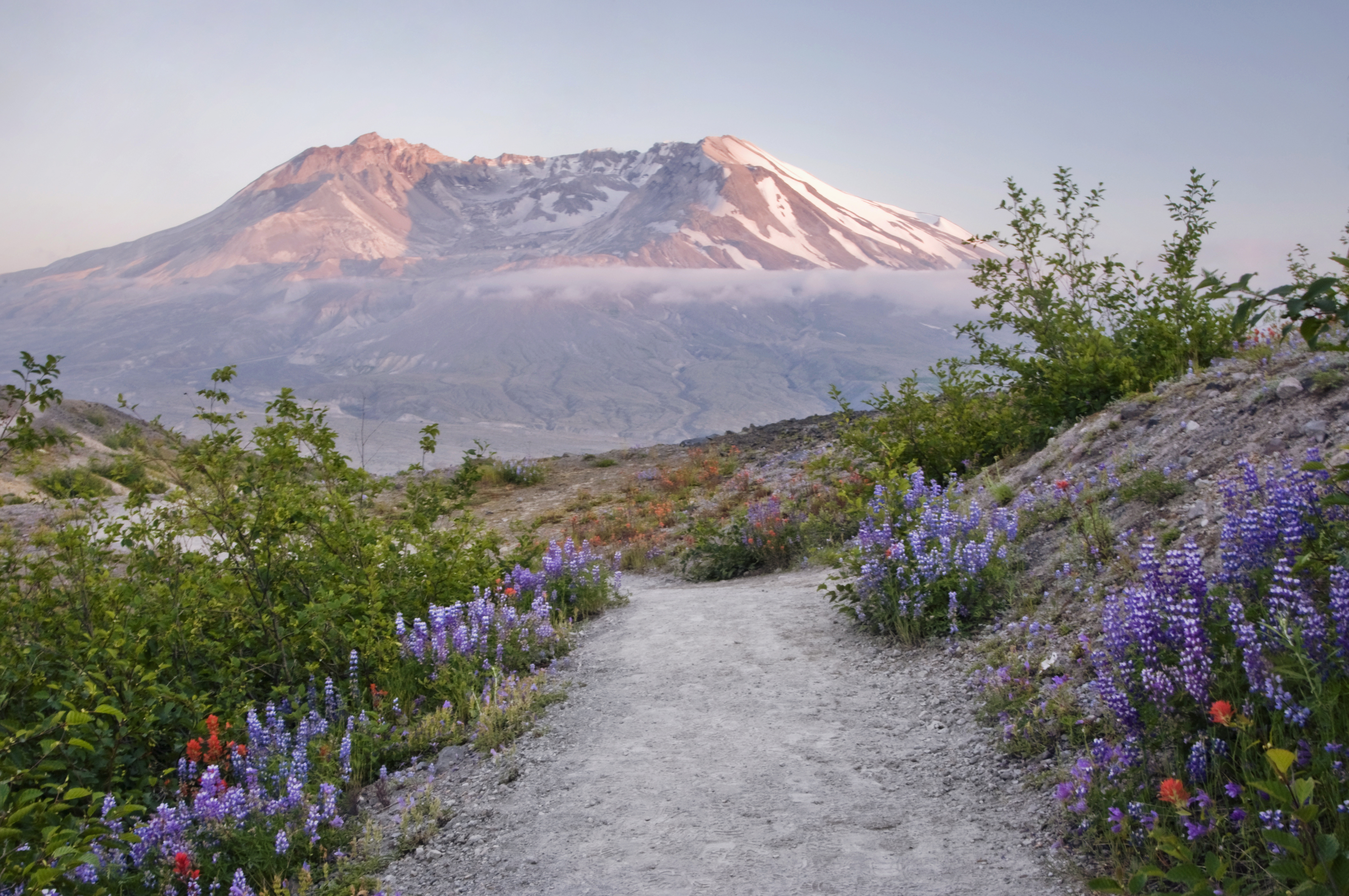 Pathway lined with wildflowers leads toward a mountainous landscape, with Mount St. Helens in the background