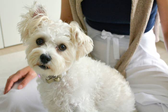 イヌパシーのアンバサダーを務めるリリちゃん