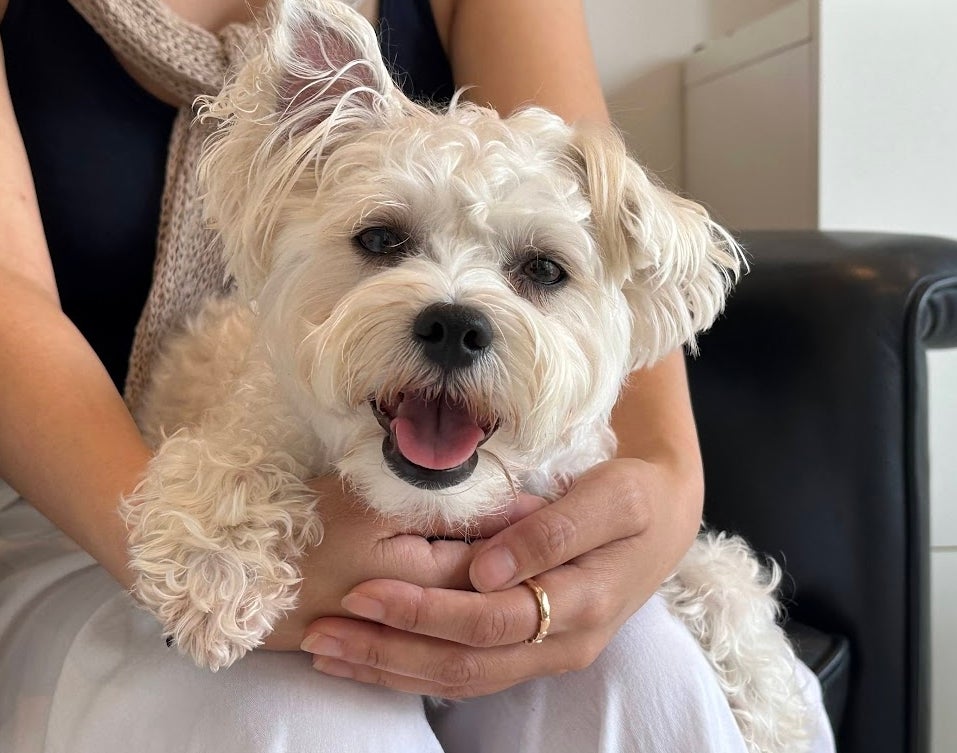 莫さんの膝の上でくつろぐリリちゃん