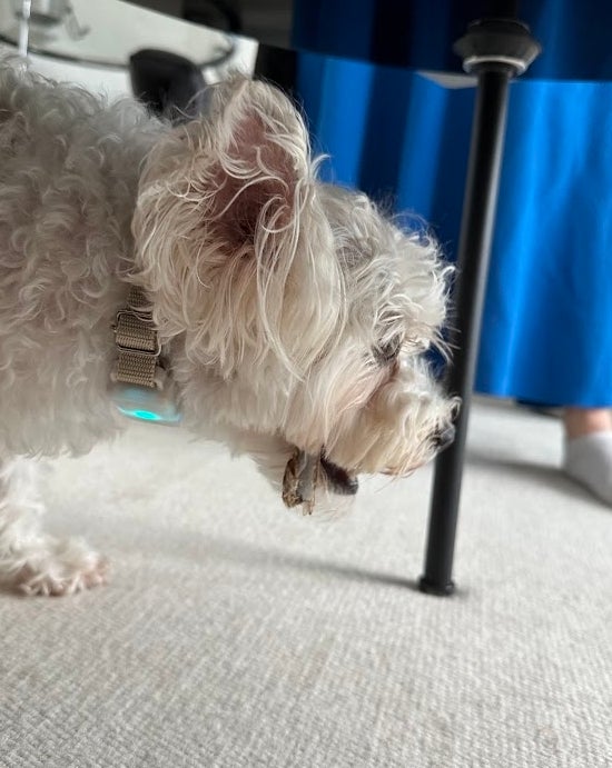 机の下でおやつ（鹿のあばら骨）を食べるリリちゃん