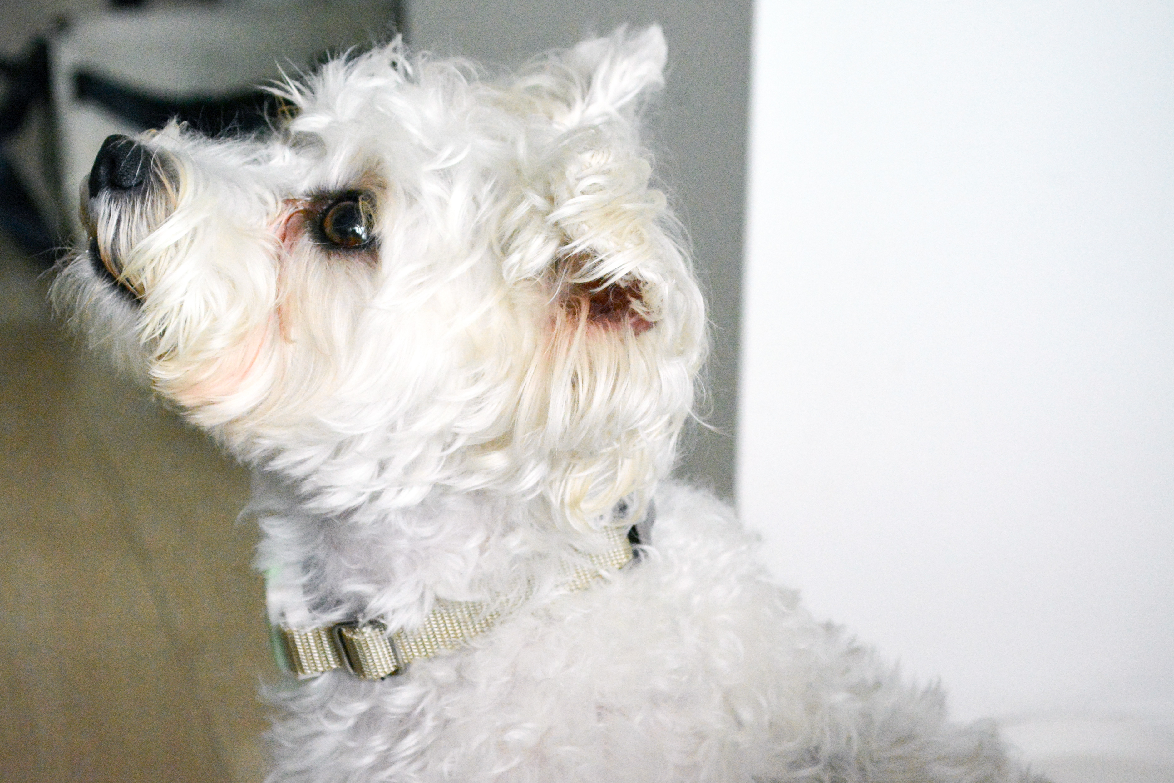 リリちゃんの横顔