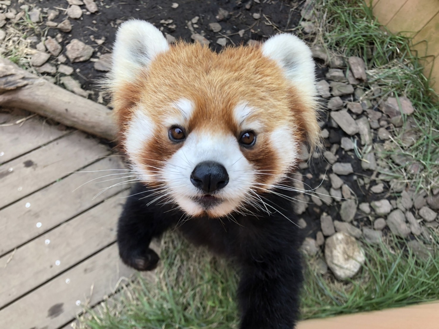 かわいいお顔のネイ君 / 写真提供:横浜・八景島シーパラダイス