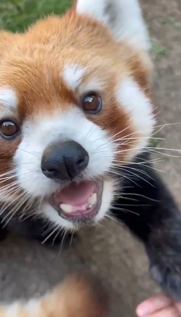 キメ顔のネイ君 / 横浜・八景島シーパラダイスの公式Xより