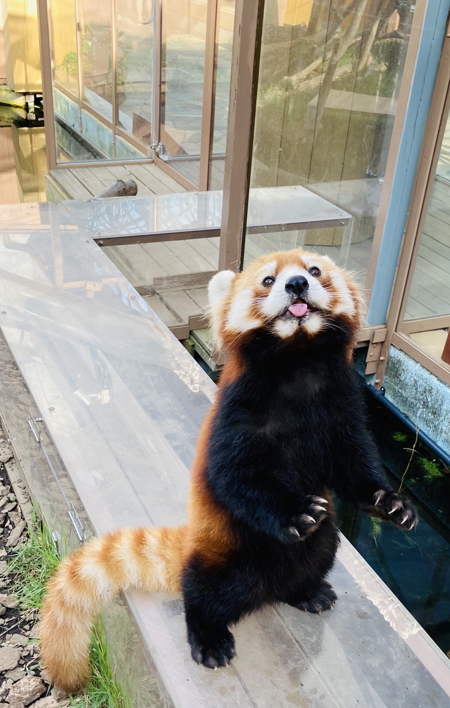 リンゴを食べ終わったネイ君 / 写真提供:横浜・八景島シーパラダイス