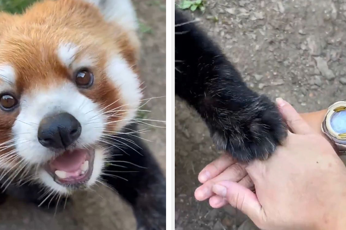 レッサーパンダの手を乗せるチャレンジ / 横浜・八景島シーパラダイスの公式Xより