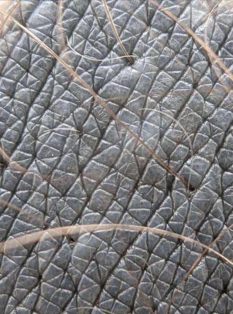 Close-up of textured skin with several strands of hair crossing over. The skin has a rough, patterned surface resembling the hide of an animal