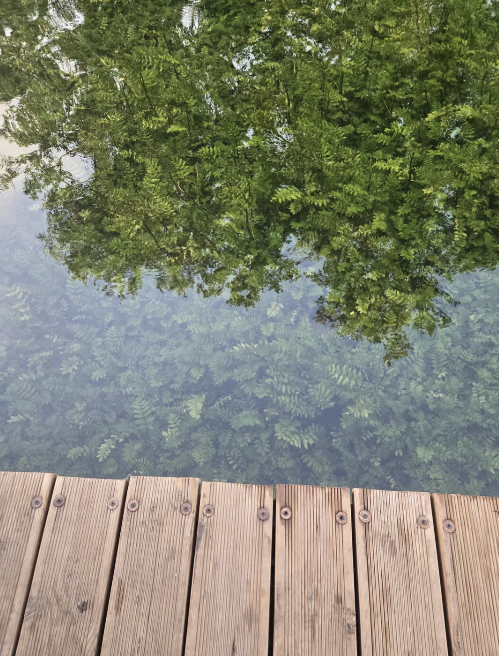 A wooden deck overlooking a body of water with reflections of green foliage from nearby trees