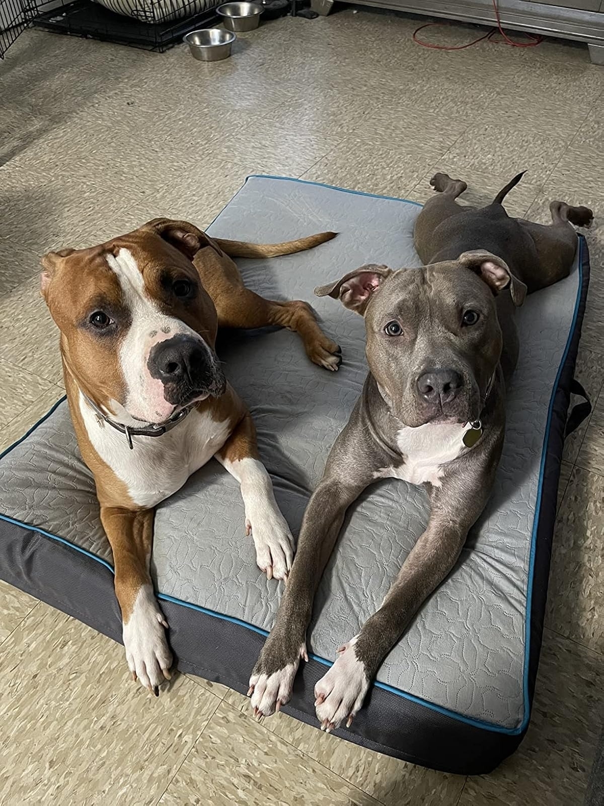 Two dogs, one brown and white, the other gray, lie on a dog bed with their front paws hanging off the edge. They look relaxed in an indoor setting