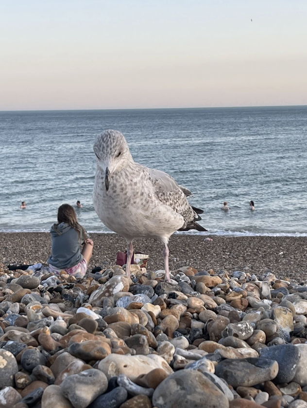 A seagull stands on a rocky beach. A person sits in the background facing the sea, while several others swim in the water