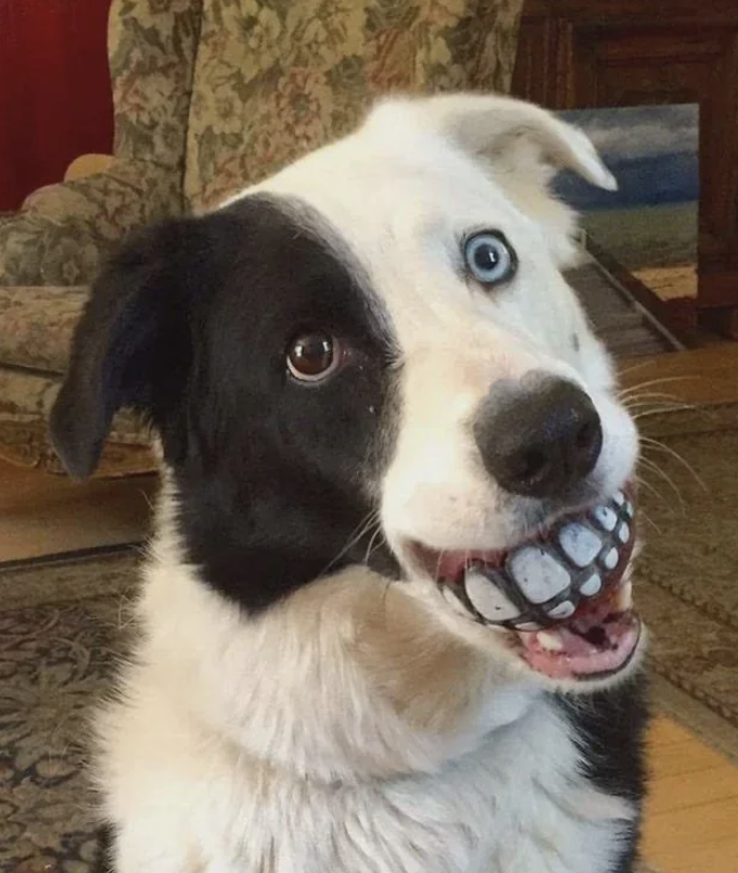 A dog with one brown eye and one blue eye wears a humorous fake set of large teeth, creating a quirky grin while sitting indoors on a patterned carpet