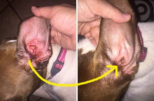 Left-side: A bacteria ridden ear before a treatment. Right-side: A clean less red and healthier ear after a treatment