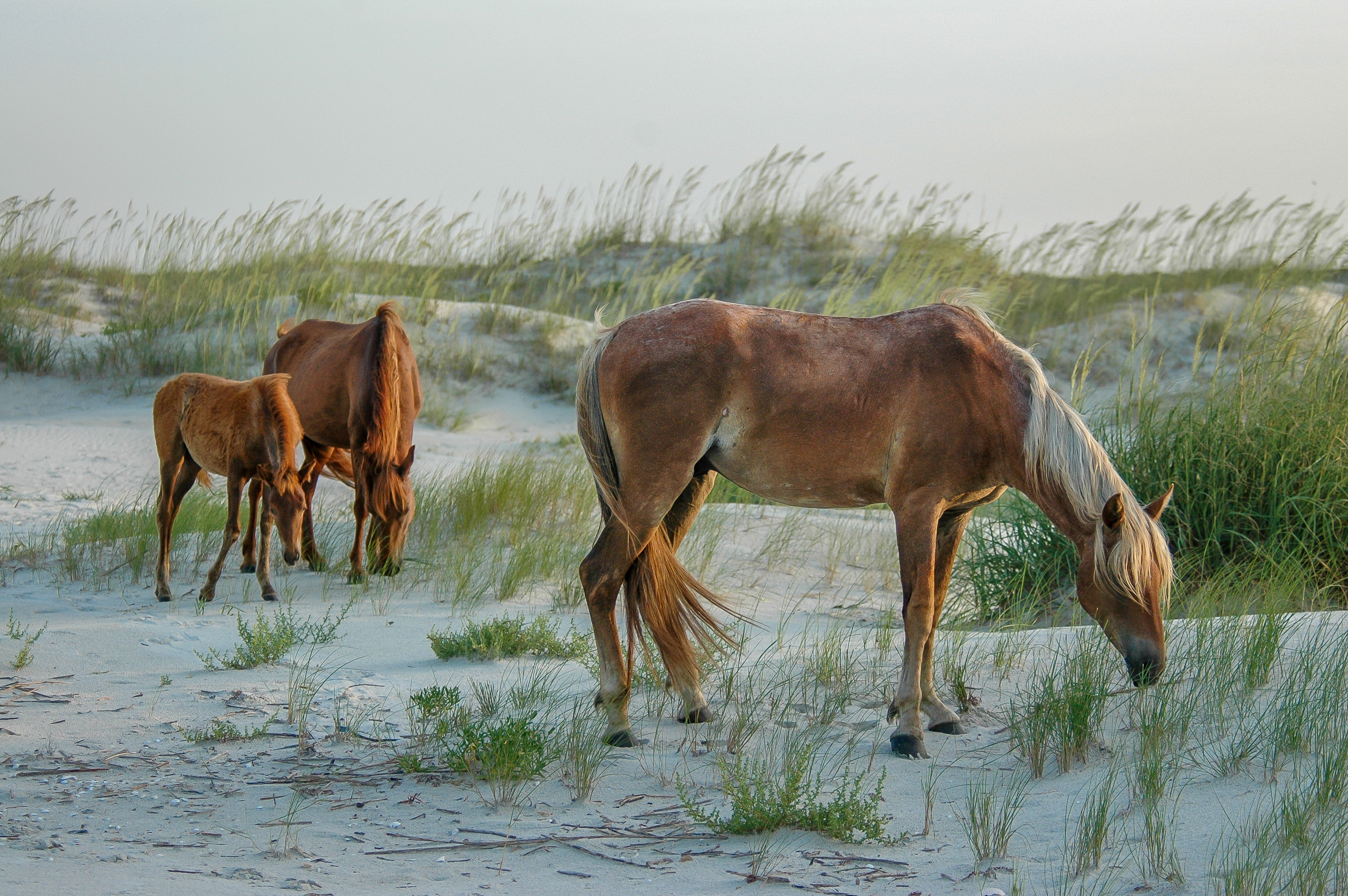 Three wild horses graze on a sandy dune with tall grasses in the background