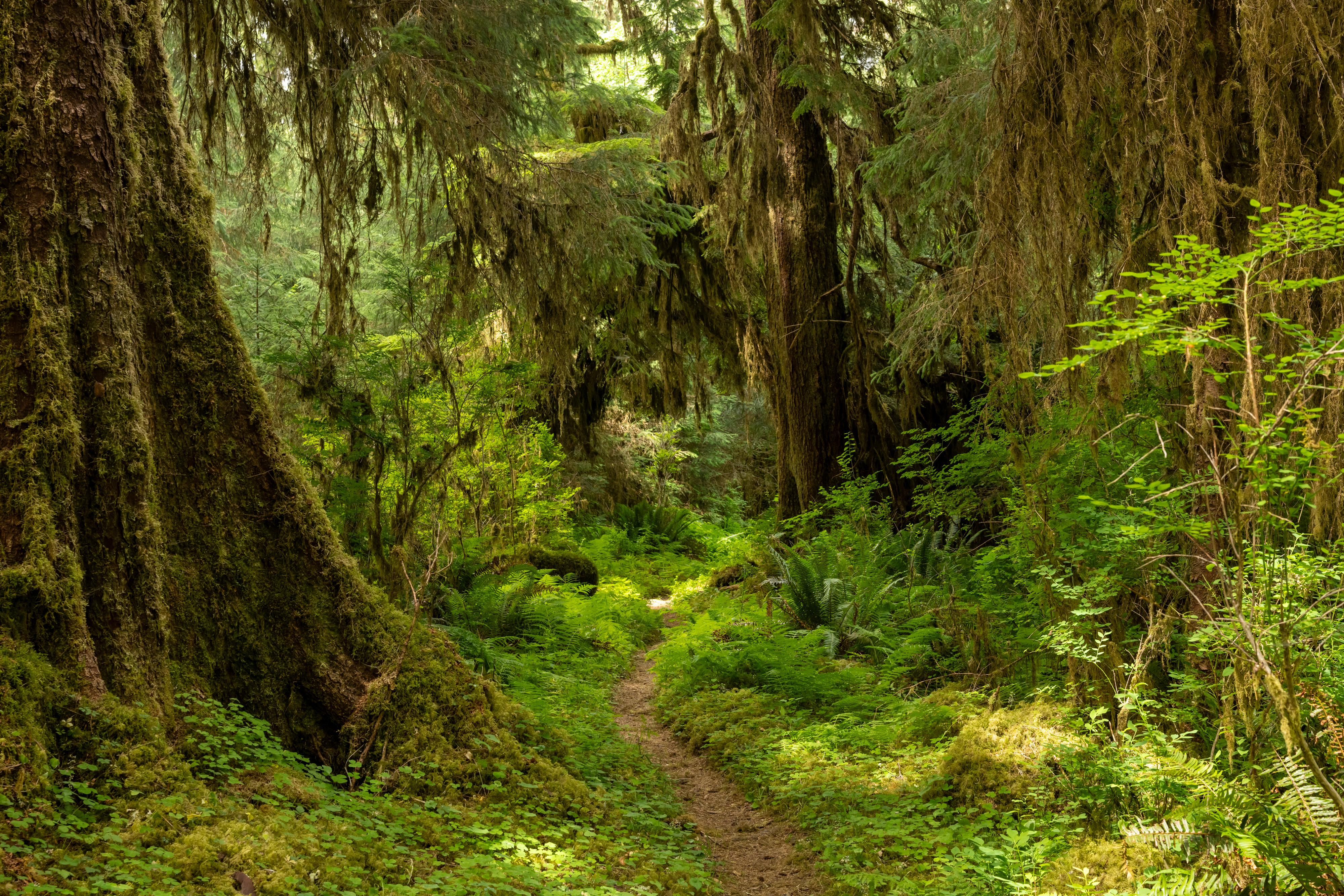 A lush forest scene with a narrow dirt path winding through tall, moss-covered trees and dense green foliage. No people are present