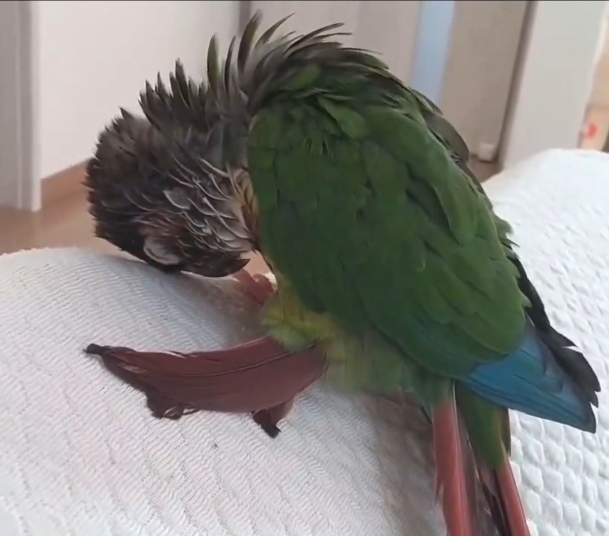 寝落ちするうたこ君 / カカポさんのXより